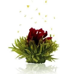 36er Pack ErblühTee Grüner Tee Fruity Flavor -Typhoon Store creano 36er pack erbluhtee gruner tee fruity flavor 3