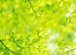 Tischset I Platzset "Grüne Blätter" 12 Stück Aus Hochwertigem Papier 44x32