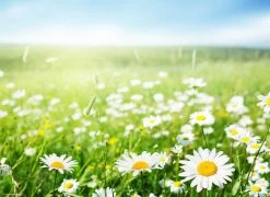 Tischset I Platzset "Margeritenwiese Im Frühling" 12 Stück Aus Papier 44x32