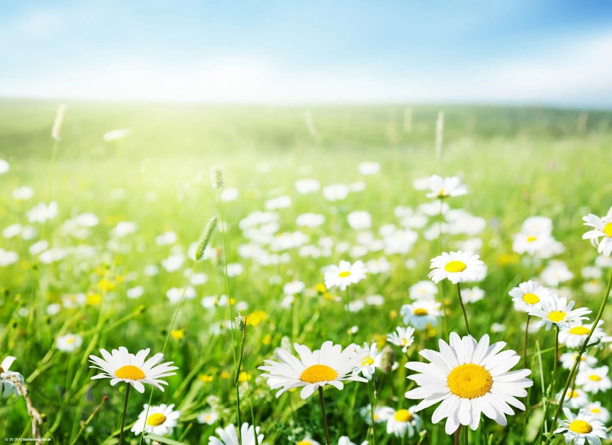 Tischset I Platzset "Margeritenwiese Im Frühling" 12 Stück Aus Papier 44x32 1 Tischset I Platzset "Margeritenwiese Im Frühling" 12 Stück Aus Papier 44x32